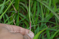 Murdannia gigantea